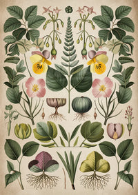 Poster d’Art Botanique – Plantes, Fleurs et Racines