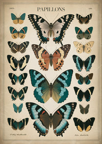 Poster Illustration scientifique de papillons
