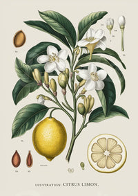 Illustration botanique citronnier – Citrus limon détaillé