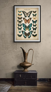 Affiche Papillons collection entomologique vintage