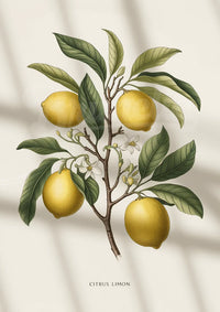 Illustration d'un Citronnier Détaillé avec Fruits Mûrs et Fleurs
