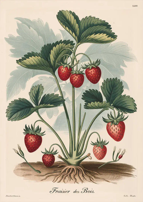 Illustration botanique – Fraisier des Bois vintage