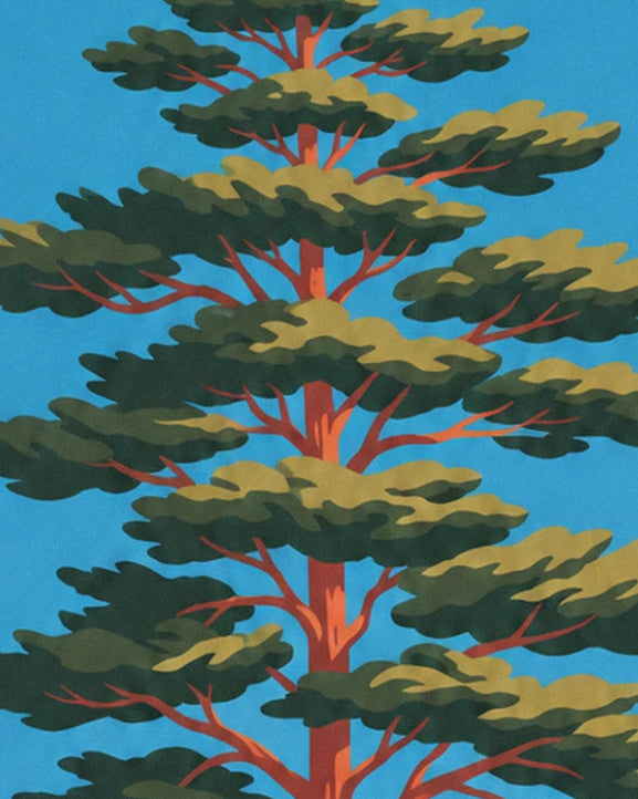 Un grand pin au tronc rouge brique et à la cime étagée de branches vert sombre, sur ciel bleu