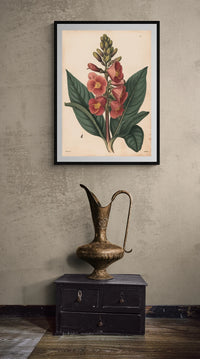 Affiche illustration fleur rose XIXe siècle