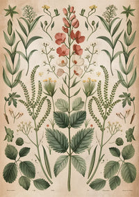 Affiche botanique vintage, fleurs et feuillages