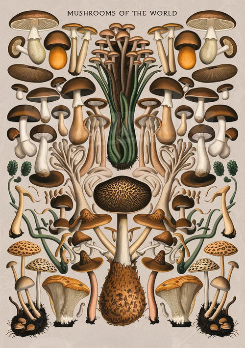 Illustration réaliste – Collection de champignons variés