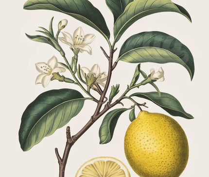 affiche citron vintage