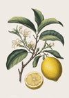 Affiche botanique citron jaune et branche fleurie
