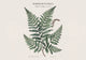 Affiche Herbier Fougère Illustration Botanique Scientifique