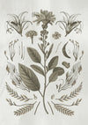 Affiche planche sépia feuilles fleurs étoilées laurier
