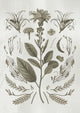 Affiche planche sépia feuilles fleurs étoilées laurier