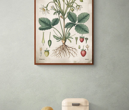 affiche plantes vintage