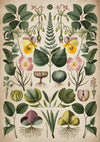 Affiche gravure botanique scientifique XIXe siècle