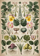 Affiche gravure botanique scientifique XIXe siècle