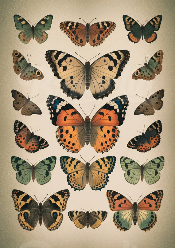 Affiche papillon rétro