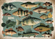 Affiche poissons d'eau douce vintage illustration naturelle