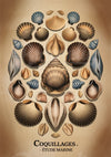 Affiche coquillages étude marine scientifique