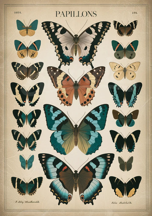 Poster Illustration scientifique de papillons
