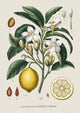 Affiche gravure scientifique du citronnier illustré