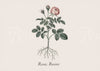 Affiche rose botanique gravure classique