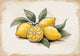 Affiche fruits frais illustration citron jaune