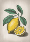 Affiche illustration agrume jaune avec feuilles vertes