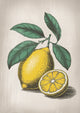 Affiche illustration agrume jaune avec feuilles vertes