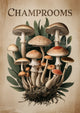 Affiche illustration champignons botaniques vintage