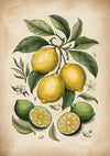 Affiche fruits agrumes botaniques illustration rétro
