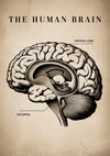 Affiche Anatomie Cerveau Humain Illustration Médicale