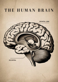 Affiche Anatomie Cerveau Humain Illustration Médicale