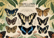 Affiche papillons extraordinaires illustration naturelle