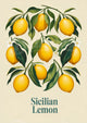 Affiche Citrons Siciliens style botanique rétro