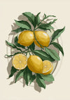 Affiche fruits frais agrumes jaunes feuillages