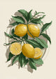 Affiche fruits frais agrumes jaunes feuillages