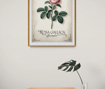 Affiche vintage rose ancienne