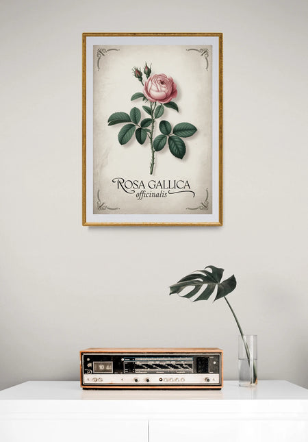 Affiche vintage rose ancienne