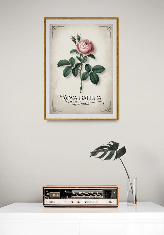 Affiche vintage rose ancienne