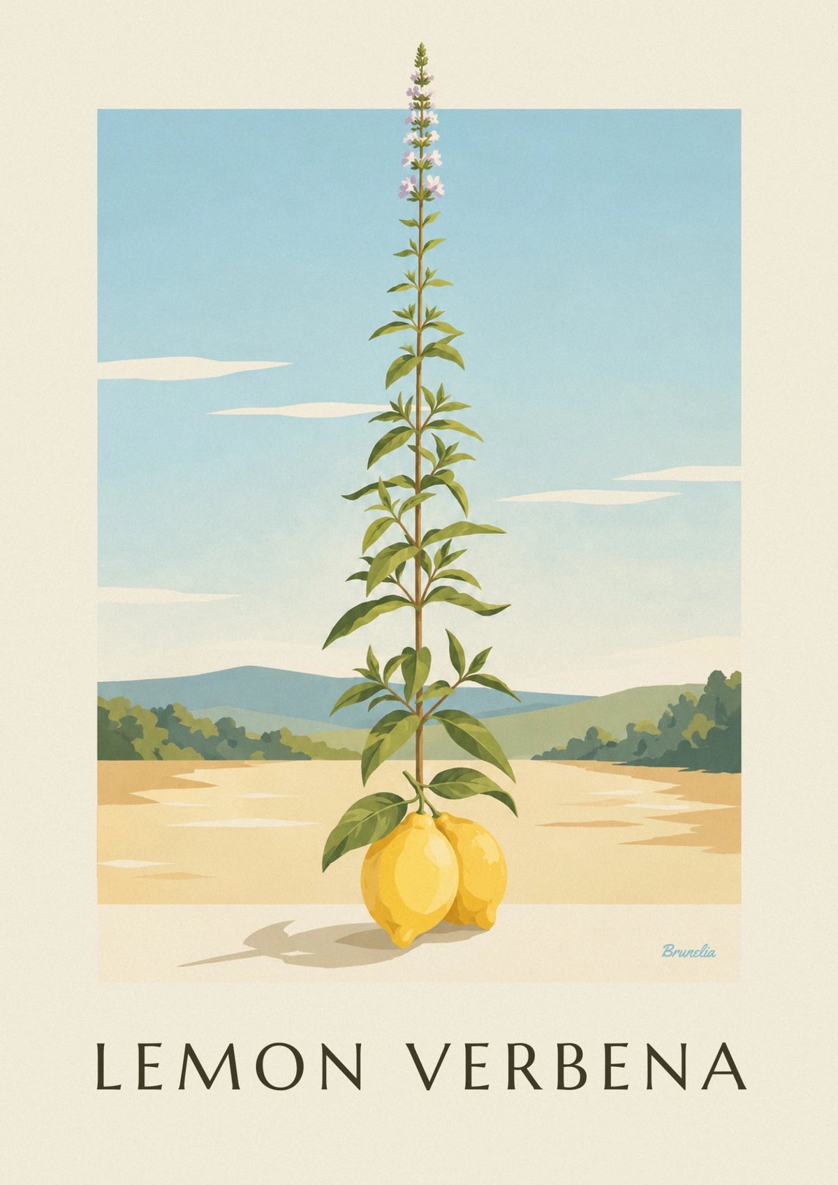 Affiche gravure botanique de citron et verveine citronnelle