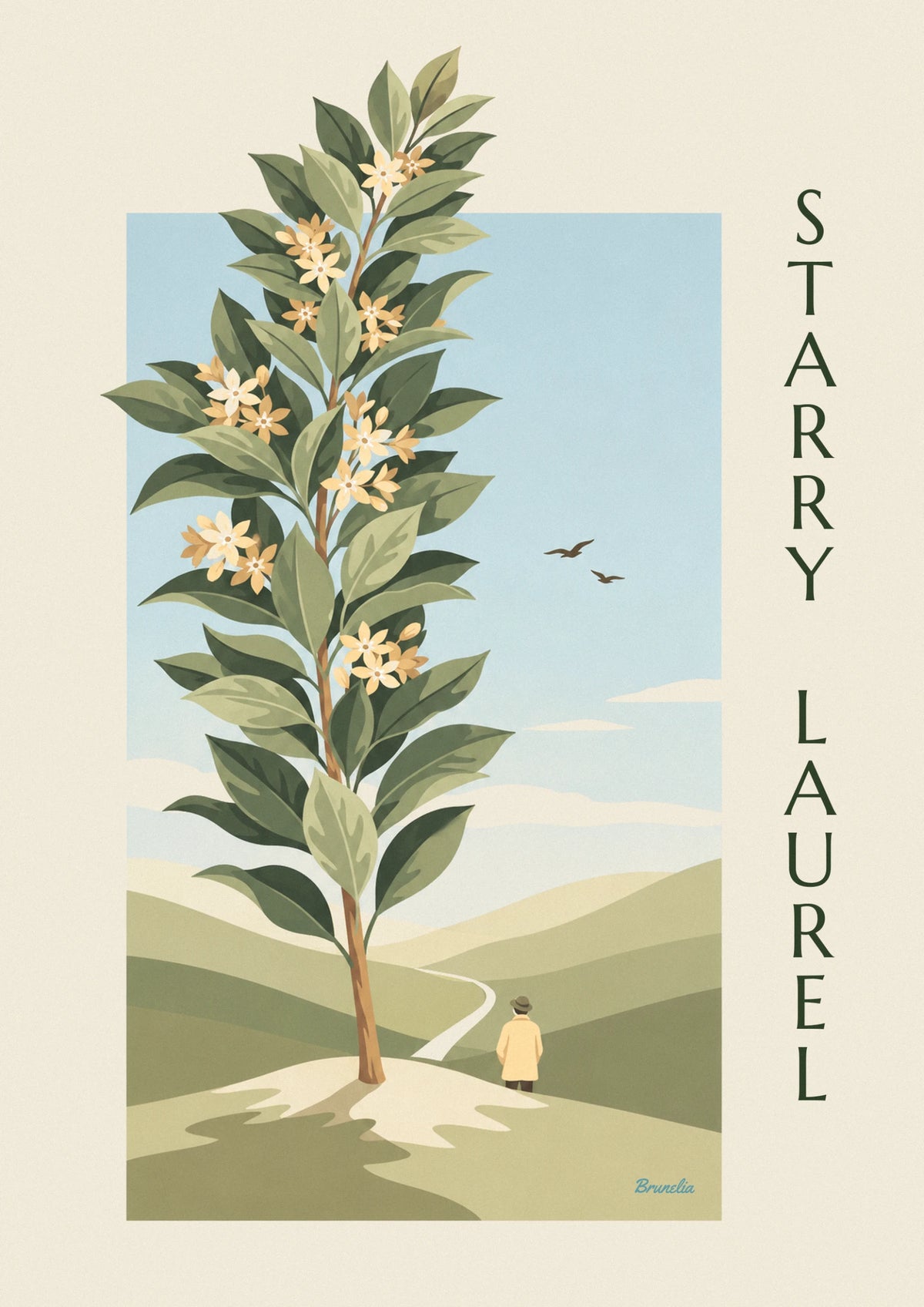 Affiche planche botanique de laurier aux fleurs étoilées