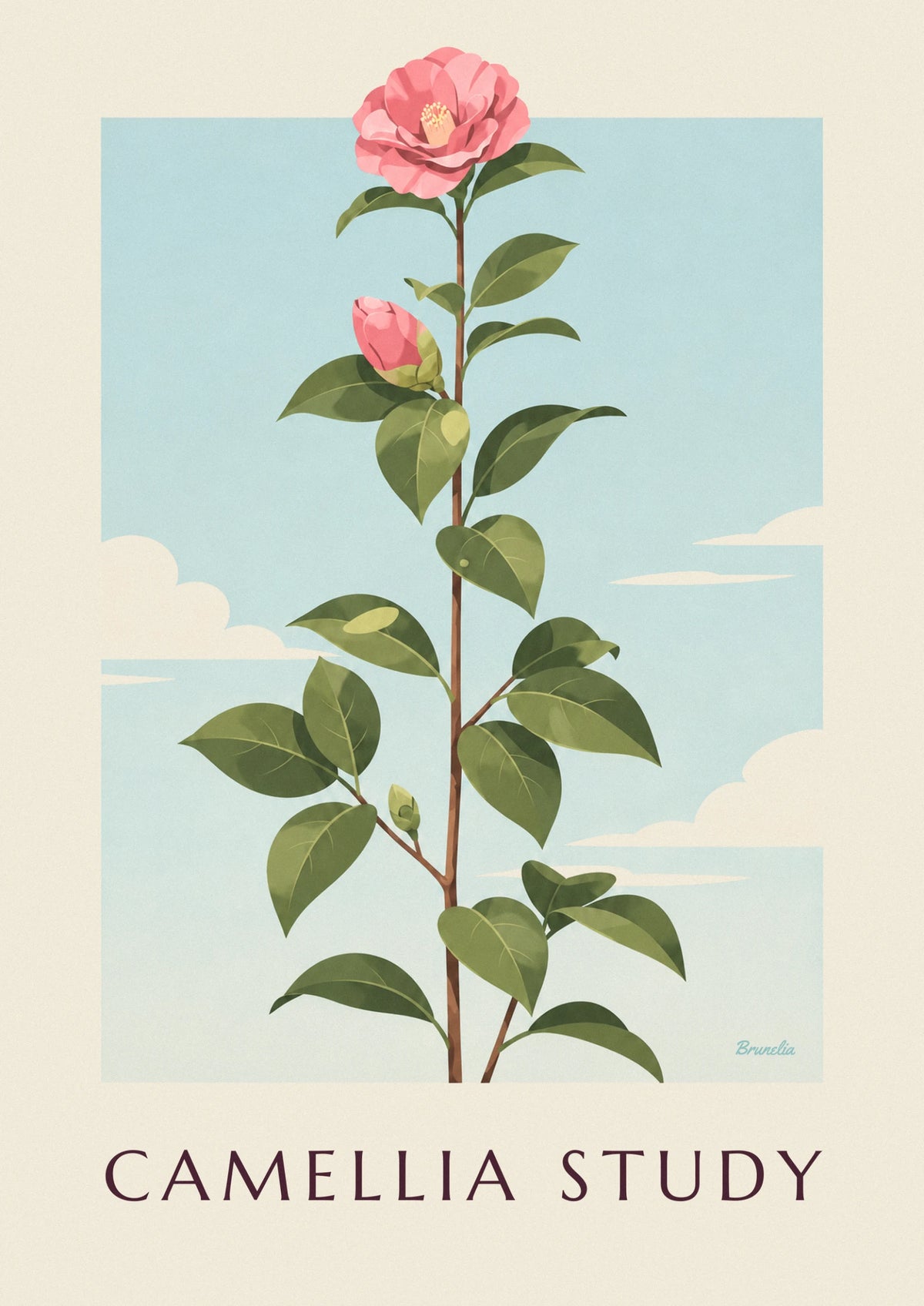 Affiche planche botanique de camélia rose en fleur