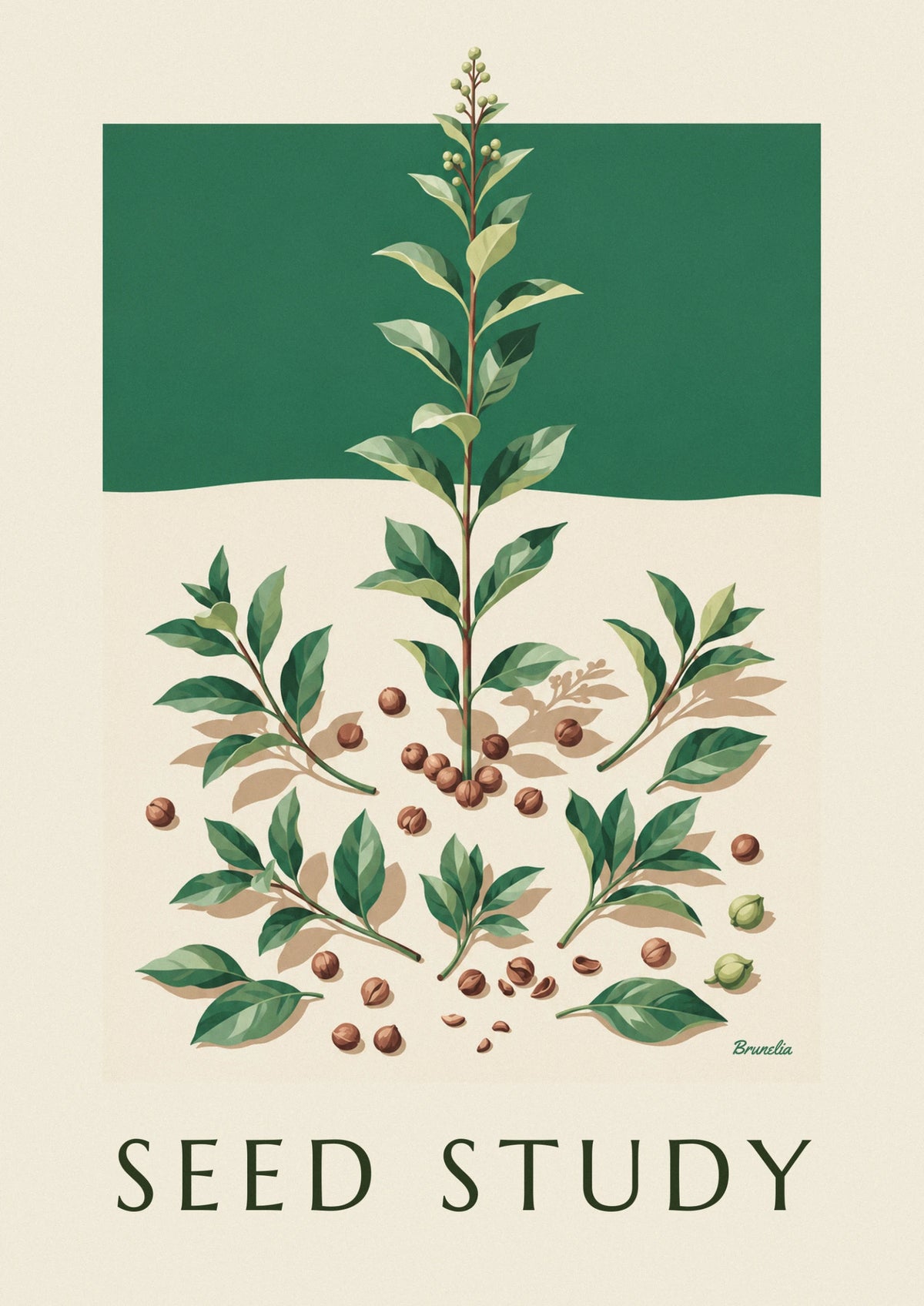 Affiche planche botanique de feuilles, tiges et graines