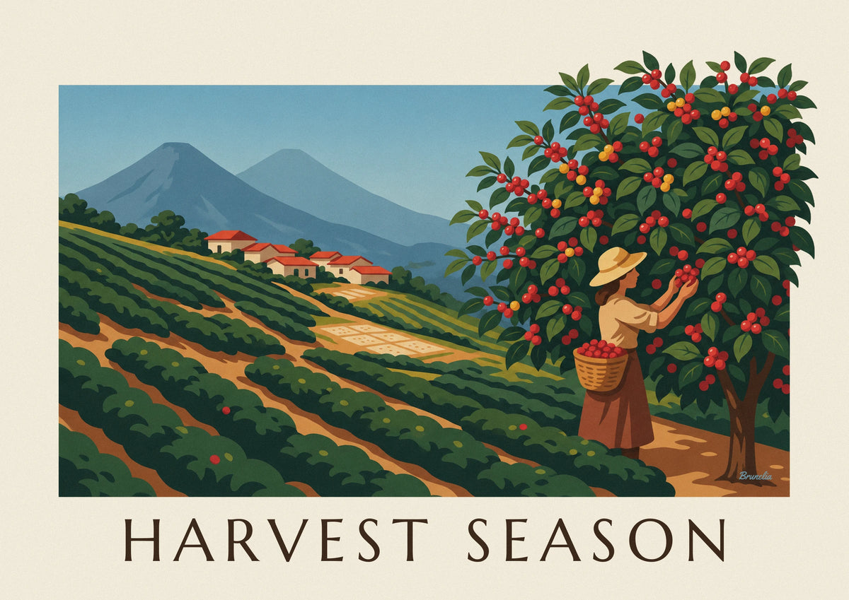Affiche cueillette des cerises de café dans une plantation