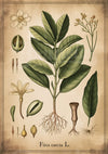 Affiche gravure scientifique du figuier