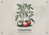 Affiche tomates et feuillage botanique vintage