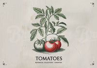 Affiche tomates et feuillage botanique vintage