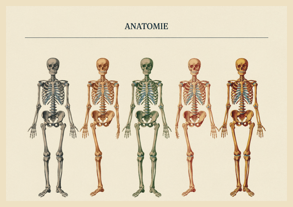 Affiche planche anatomique squelette humain sépia scientifique