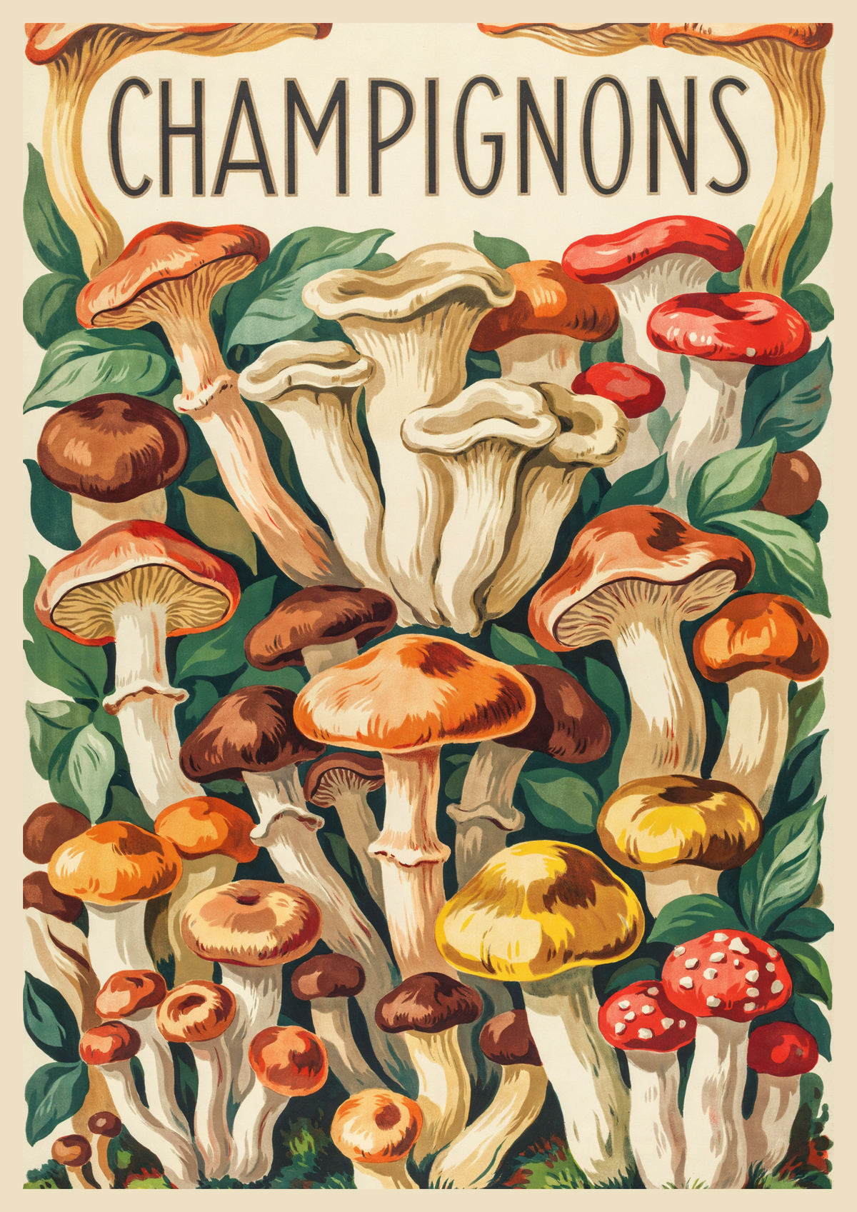 Affiche illustration champignons botaniques vintage