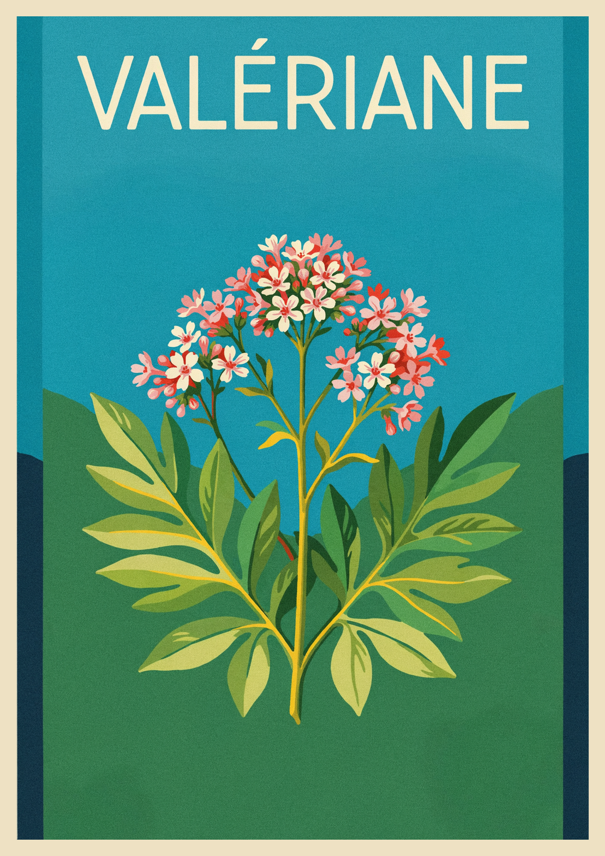 Affiche Valériane officinale plante médicinale