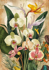 Affiche Orchidées et fleurs exotiques illustration botanique
